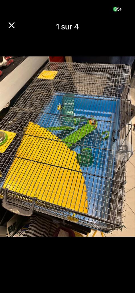 Cage à rongeurs lapin 80sur 60, Enlèvement ou Envoi, Comme neuf, Cage, Lapin