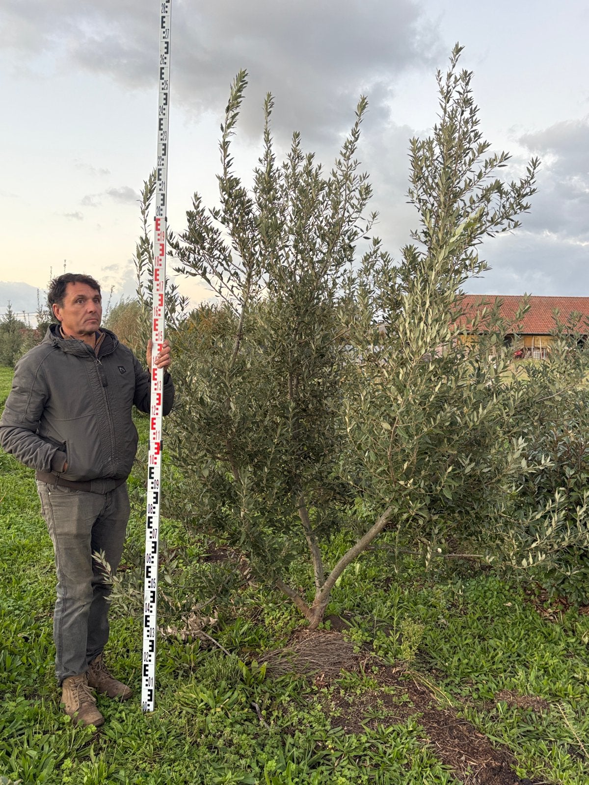 Quercus « Waasland », Enlèvement ou Envoi