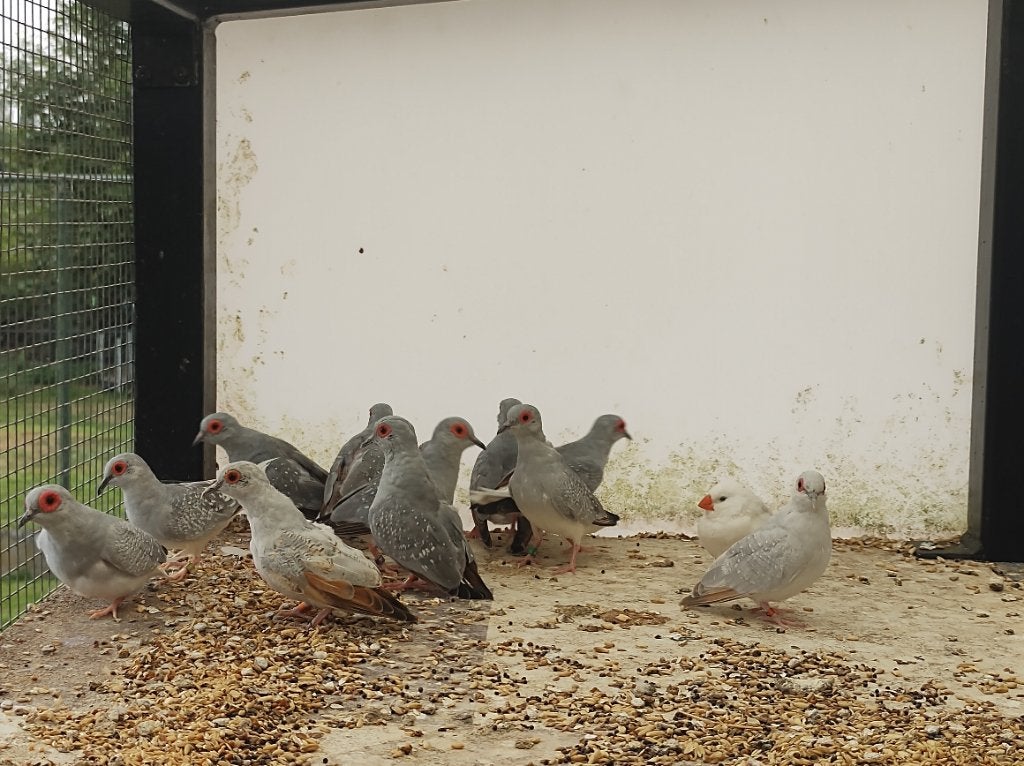 Diamant duifjes, Meerdere dieren