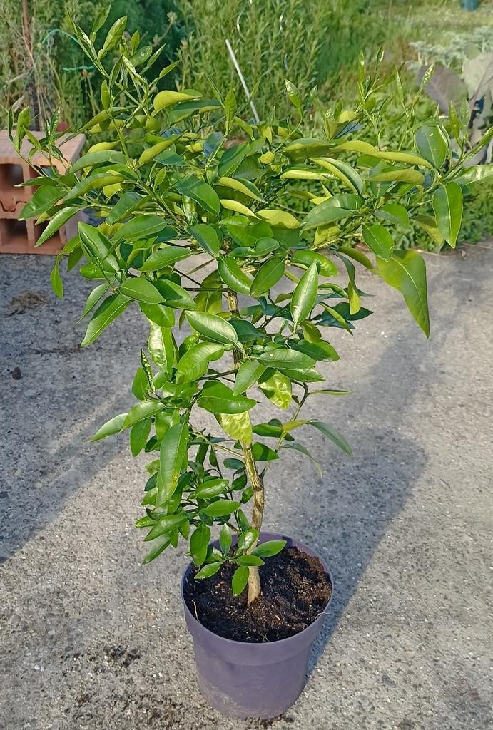 Citrusplant, Ophalen