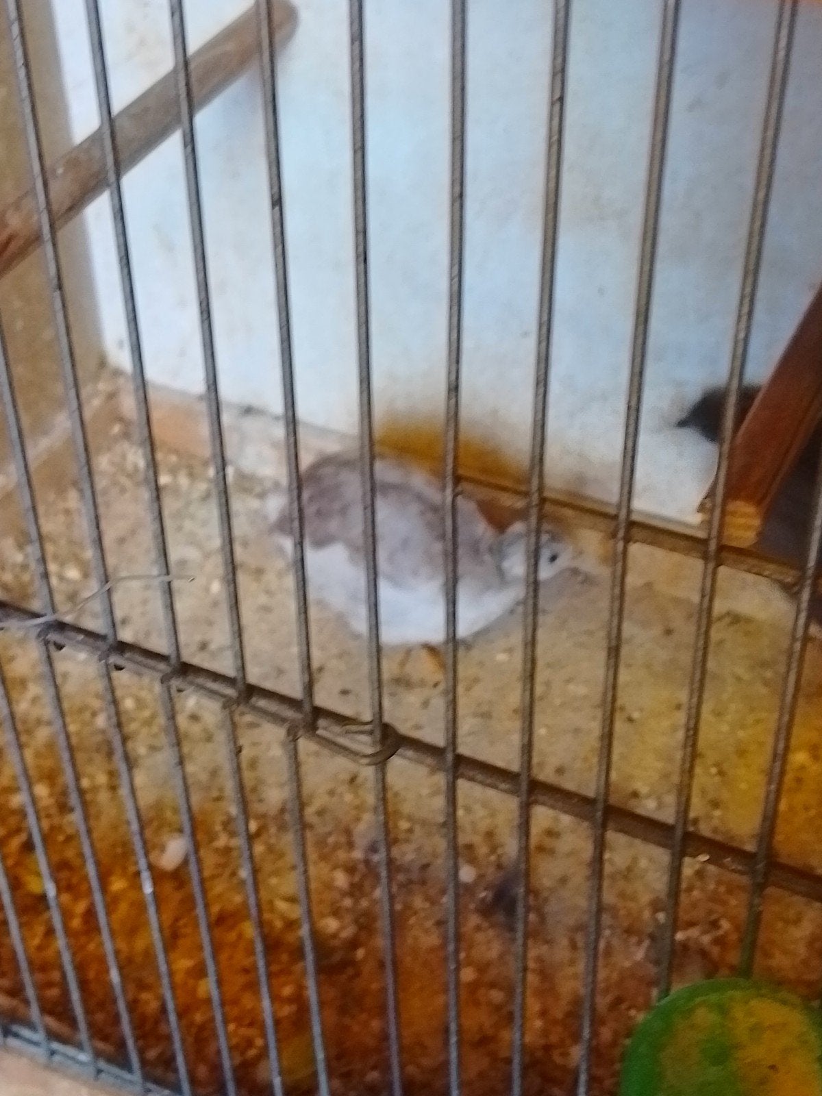 JONGE kweekrijpe CHINESE DWERG KWARTELS met of zonder KOOI, Dieren en Toebehoren, Meerdere dieren, Tropenvogel, Geringd