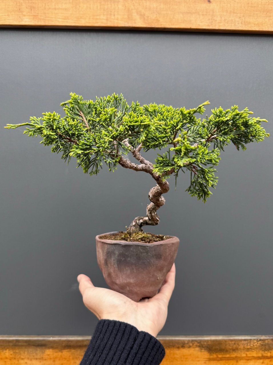 Bonsaï Juniperus - Genévrier, Jardin & Terrasse, Enlèvement ou Envoi, En pot, Moins de 100 cm, Plein soleil