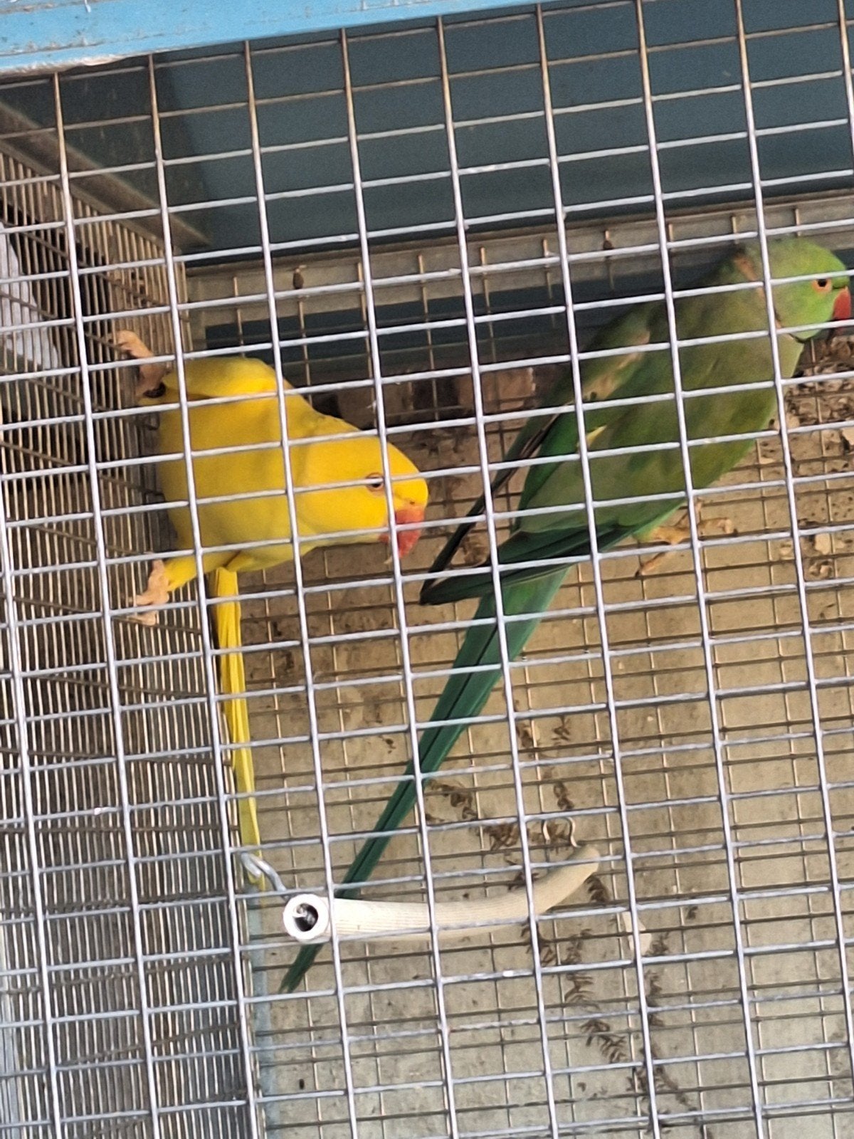 vogels te koop, Dieren en Toebehoren, Vogels | Parkieten en Papegaaien