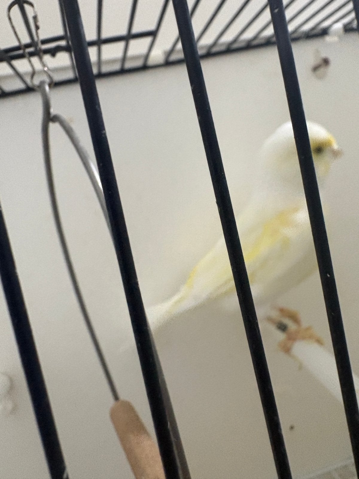 Canari, Animaux & Accessoires, Oiseaux | Canaris, Mâle, Canari chanteur