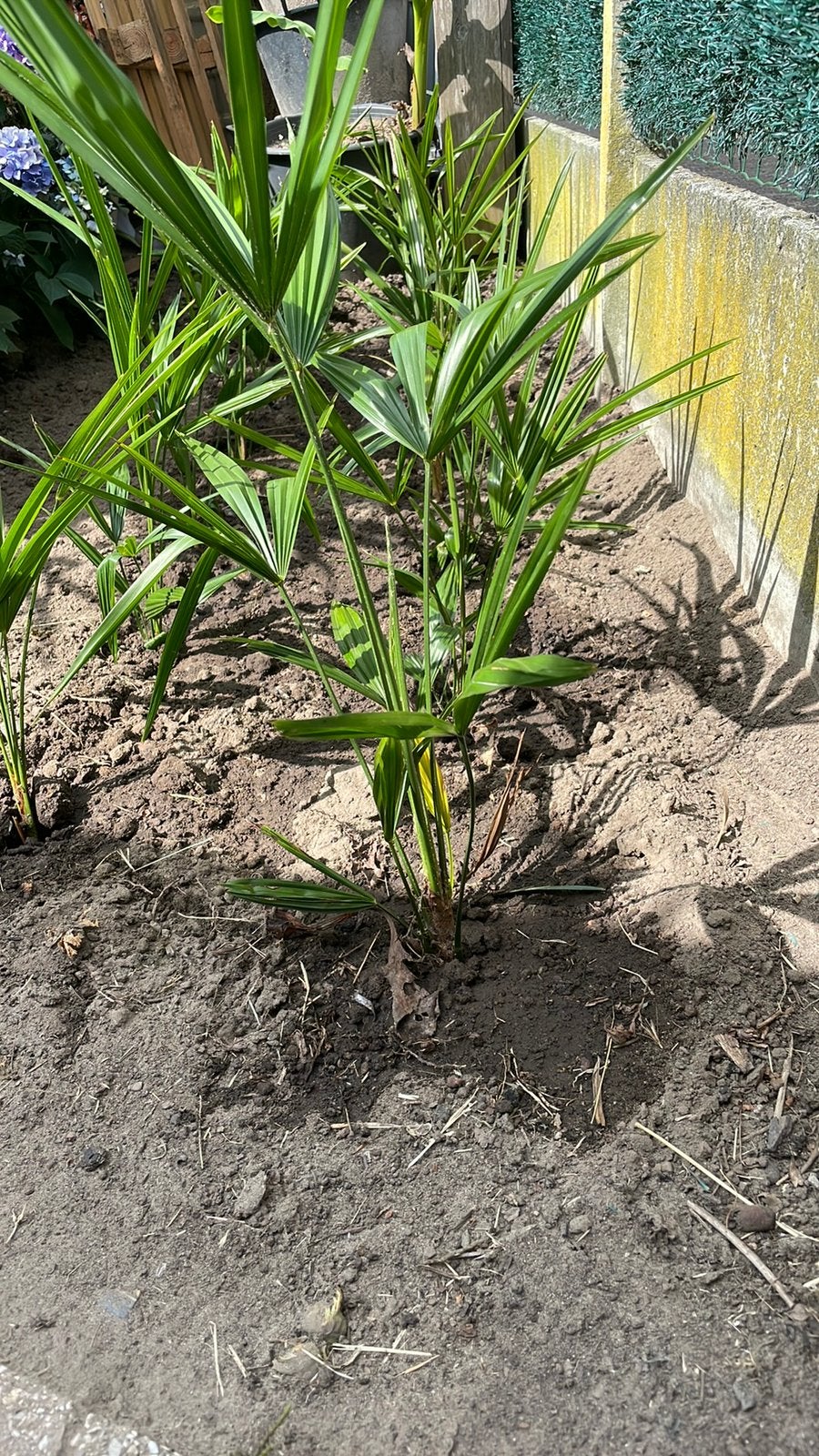 Mooie palmbomen, Tuin en Terras, Ophalen