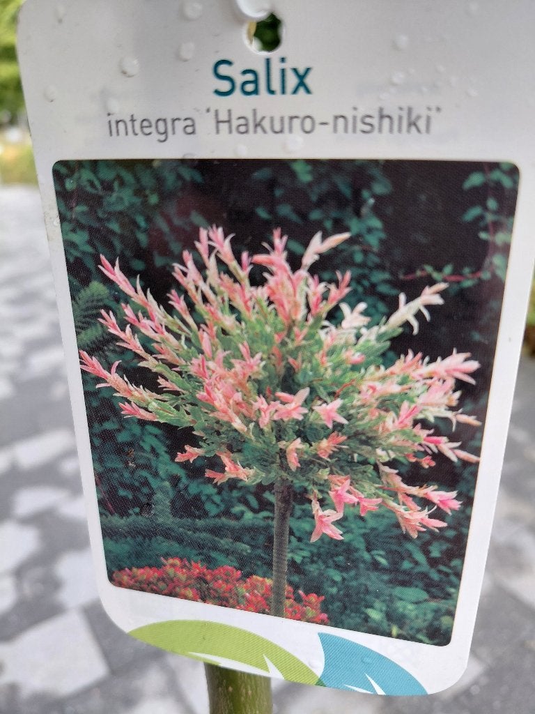 Salix NIshiki, Tuin en Terras, Ophalen