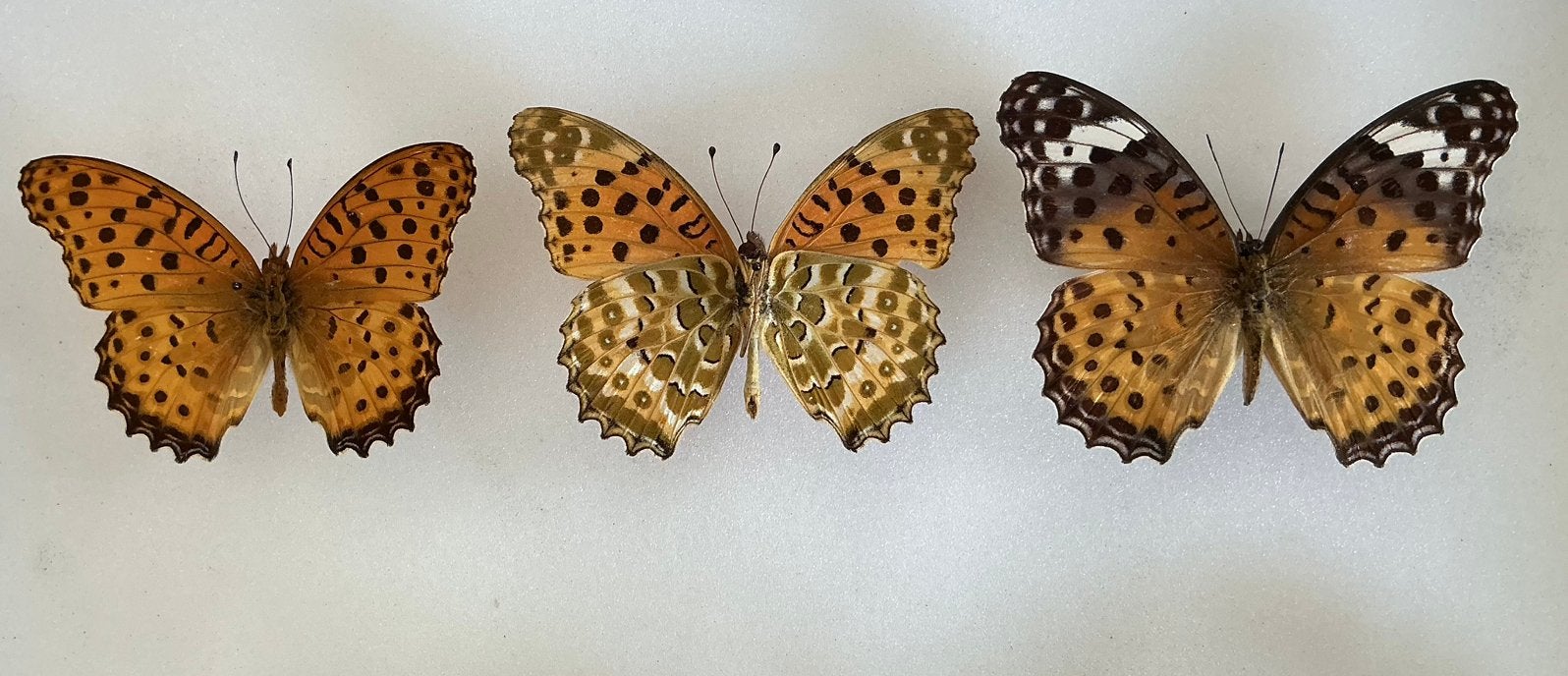 Set van drie ARGYNNIS HYBERBIUS, Ophalen, Zo goed als nieuw
