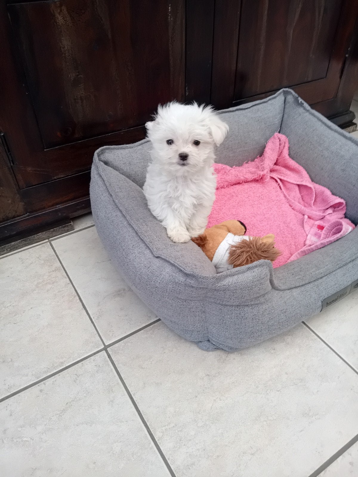 prachtige mini maltezerpupje, Chien (mâle), Maladie de Carré (chiens), Belgique, Bichon maltais