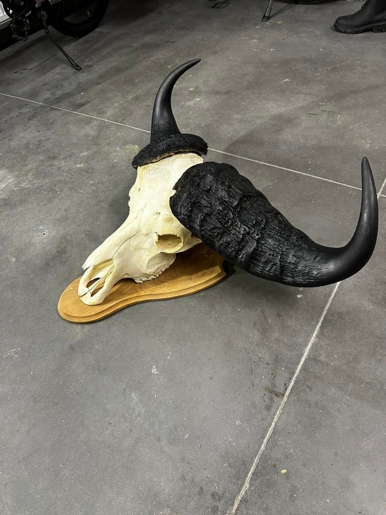Taxidermie schedel buffel, Antiek en Kunst, Ophalen