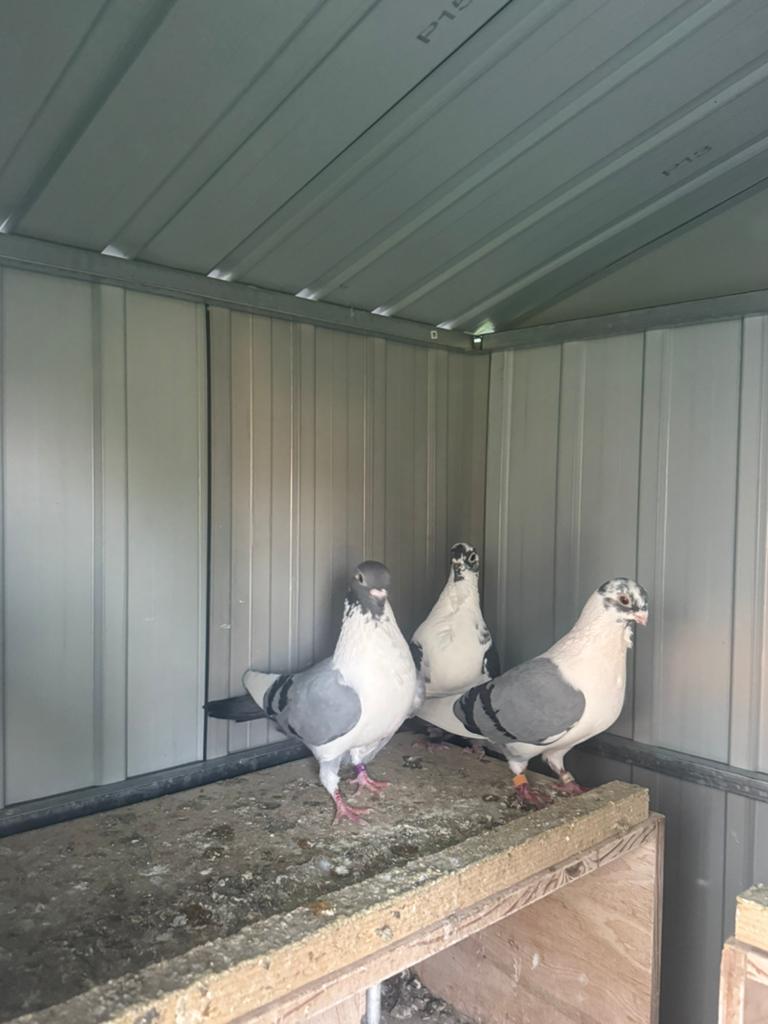 Duiven te koop, Dieren en Toebehoren, Vogels | Duiven