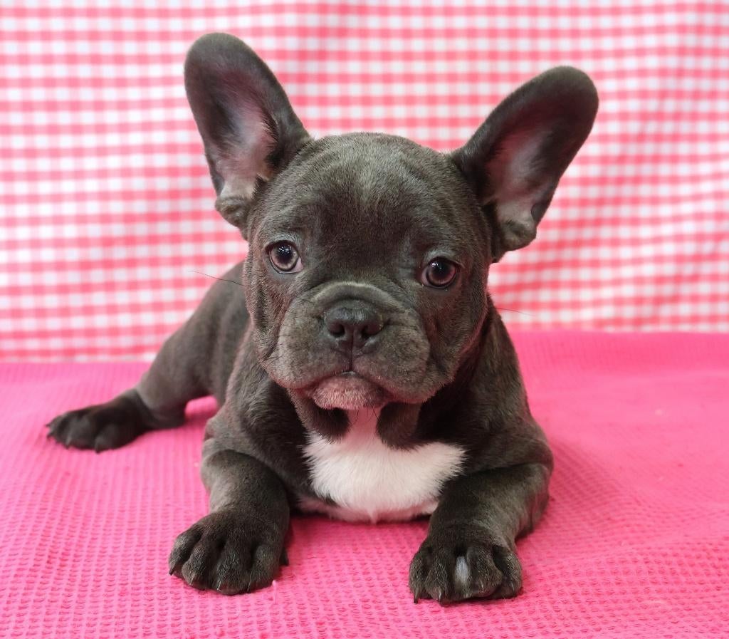 Super leuke Franse Bulldog pups!!!, 15 weken tot 1 jaar, Buitenland, Teef, Meerdere