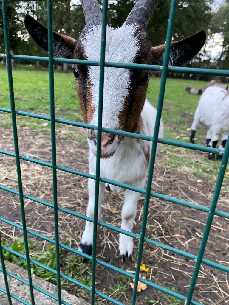 Dwerggeitjes te koop, Meerdere dieren, Geit, 0 tot 2 jaar