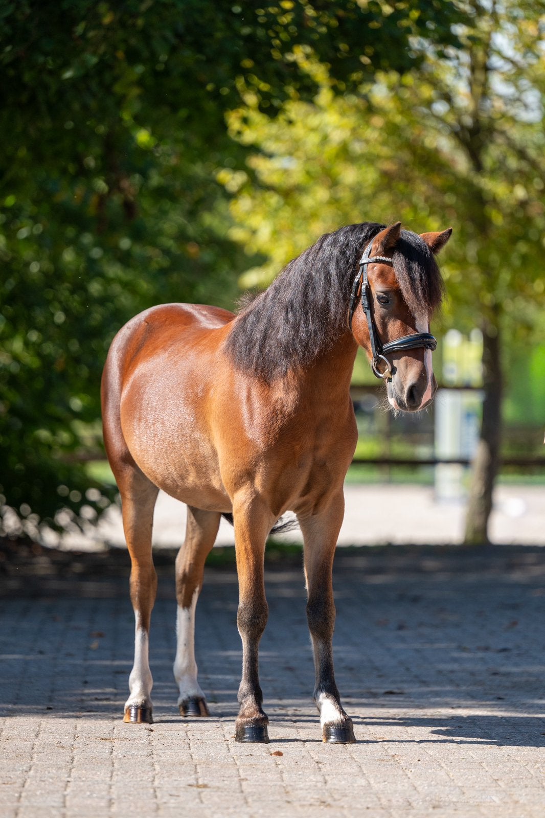 B pony ruin, Dieren en Toebehoren, Ruin, B