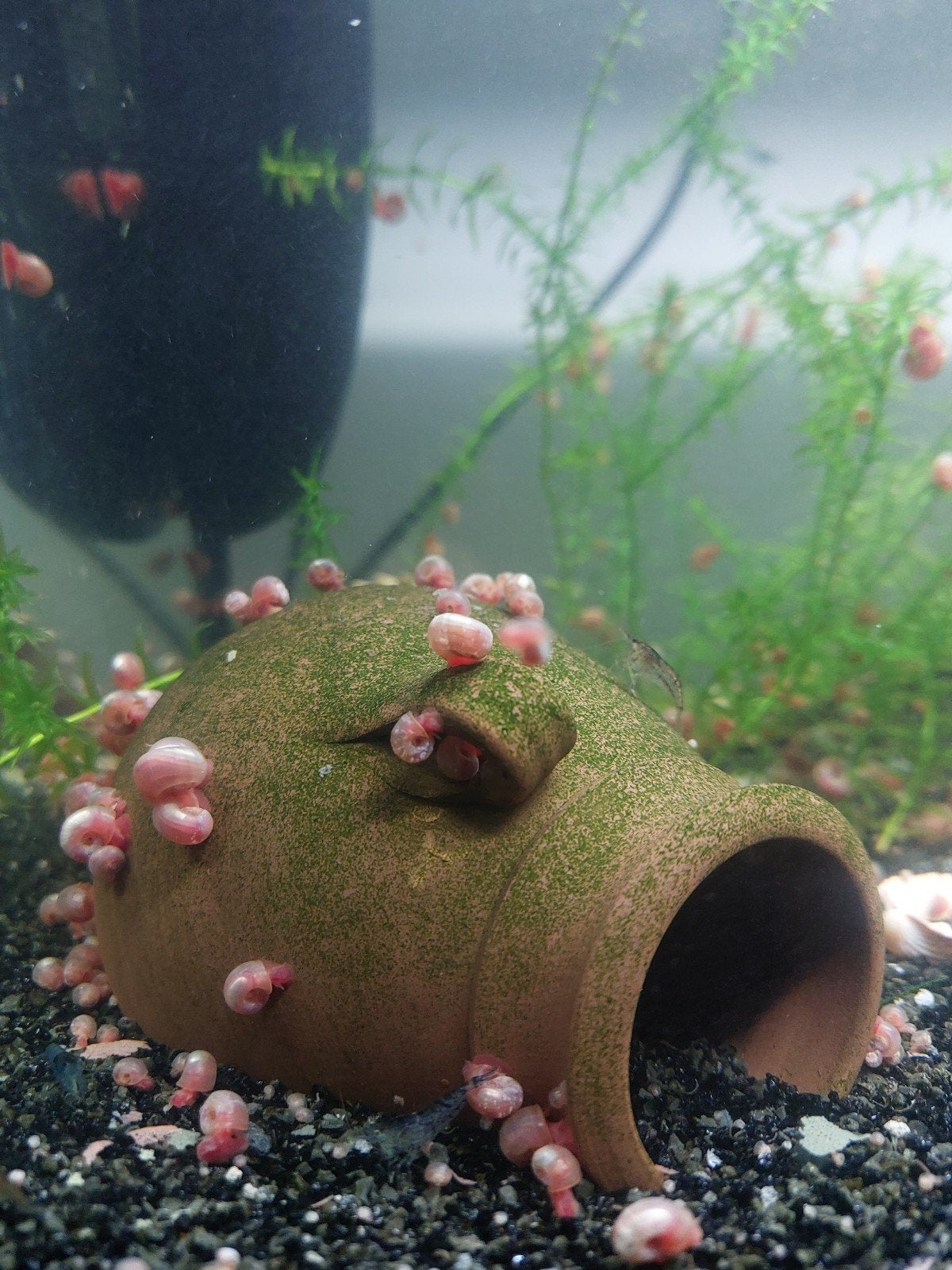Roze posthoornslakken, Dieren en Toebehoren, Slak of Weekdier, Zoetwatervis
