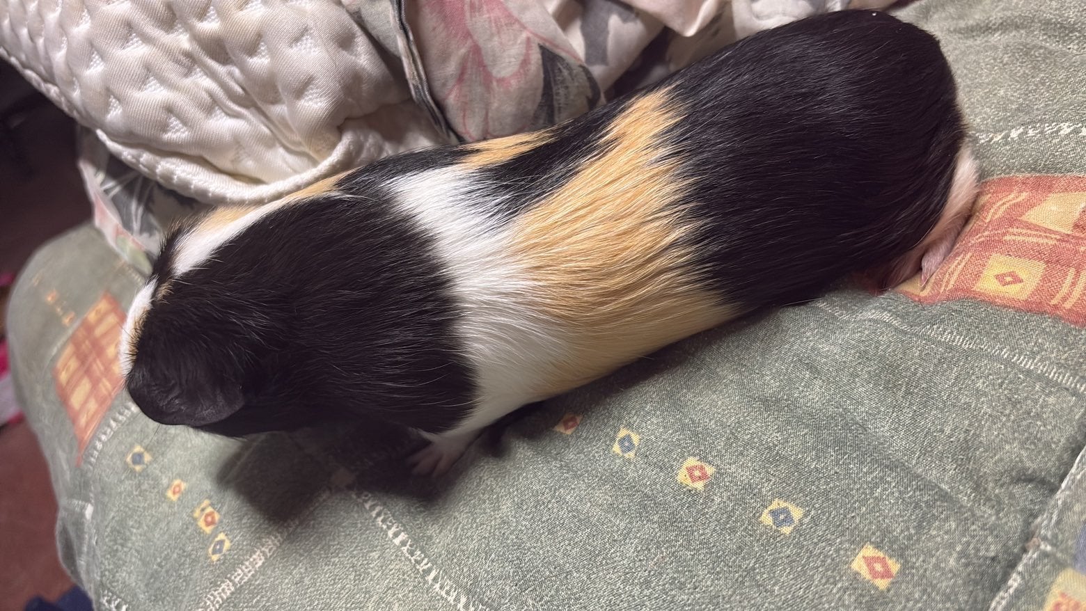 Kooi met spoed gezocht!, Dieren en Toebehoren, Knaagdieren, Mannelijk, Tam, Maart, Cavia