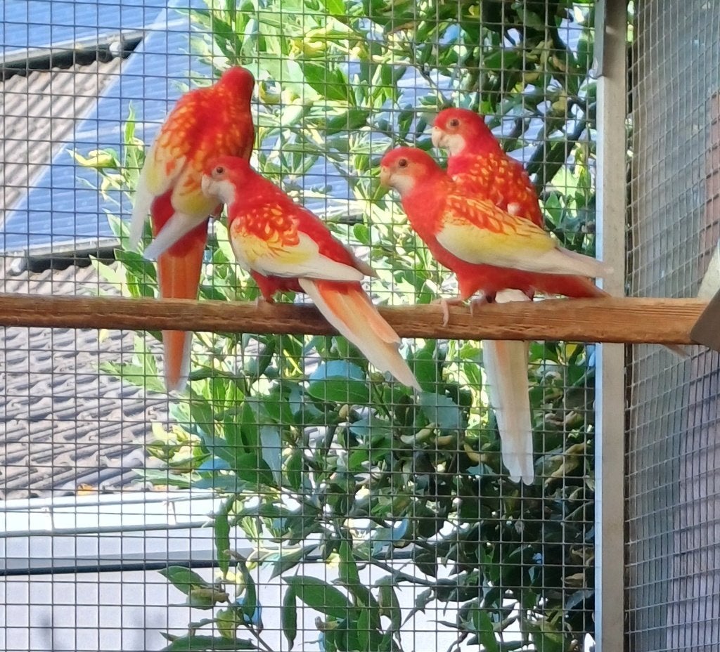rubino rosella's 2026 met dna., Perruche, Bagué