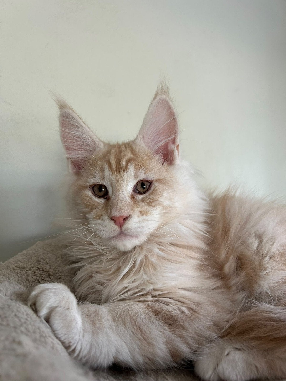 Chaton Maine Coon, Animaux & Accessoires, Plusieurs animaux, Avec puce électronique, 0 à 2 ans