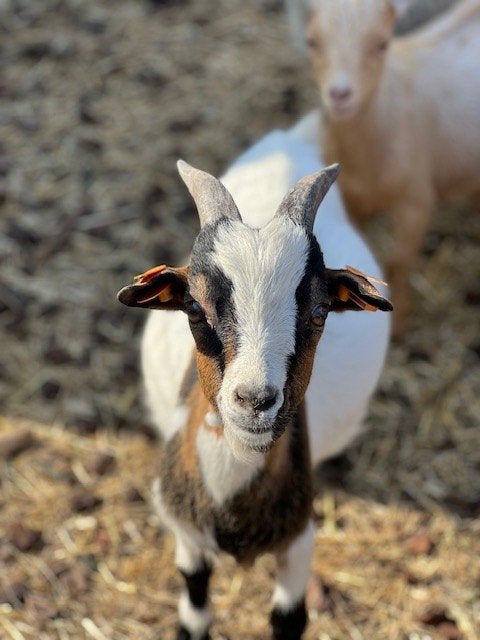 Dwerggeit bokjes, Dieren en Toebehoren, Mannelijk, Geit, 0 tot 2 jaar