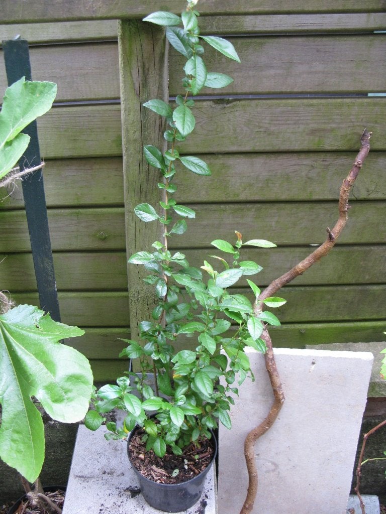 Cognassier du Japon (chaenomeles), Enlèvement, Autres espèces, Arbuste, Moins de 100 cm