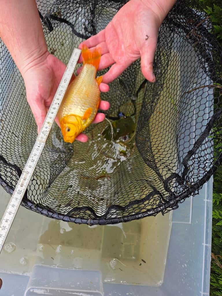 Mooie goudvis  20 cm - eigen kweek, Dieren en Toebehoren, Vissen | Vijvervissen