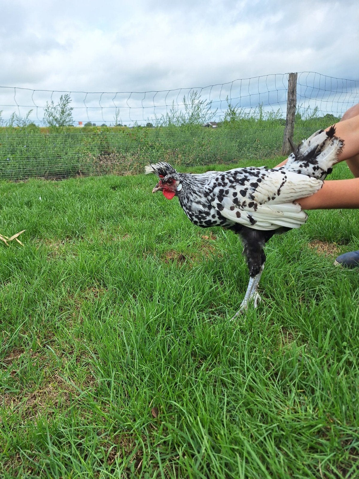appenzeller spitskuif haan