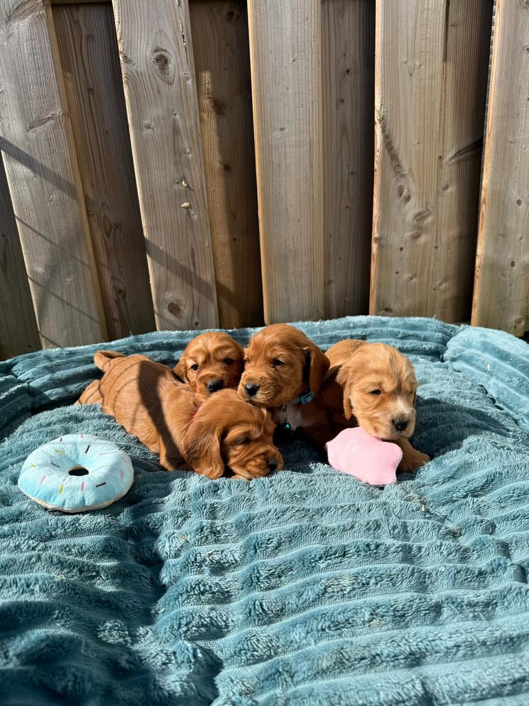 Mooie engelse cockerspaniel pups, Dieren en Toebehoren, Honden | Retrievers, Spaniëls en Waterhonden, Parvo, België, 8 tot 15 weken