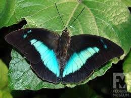 Vlinderpoppen te koop Zuid- Amerika, Papillons ou Chenilles