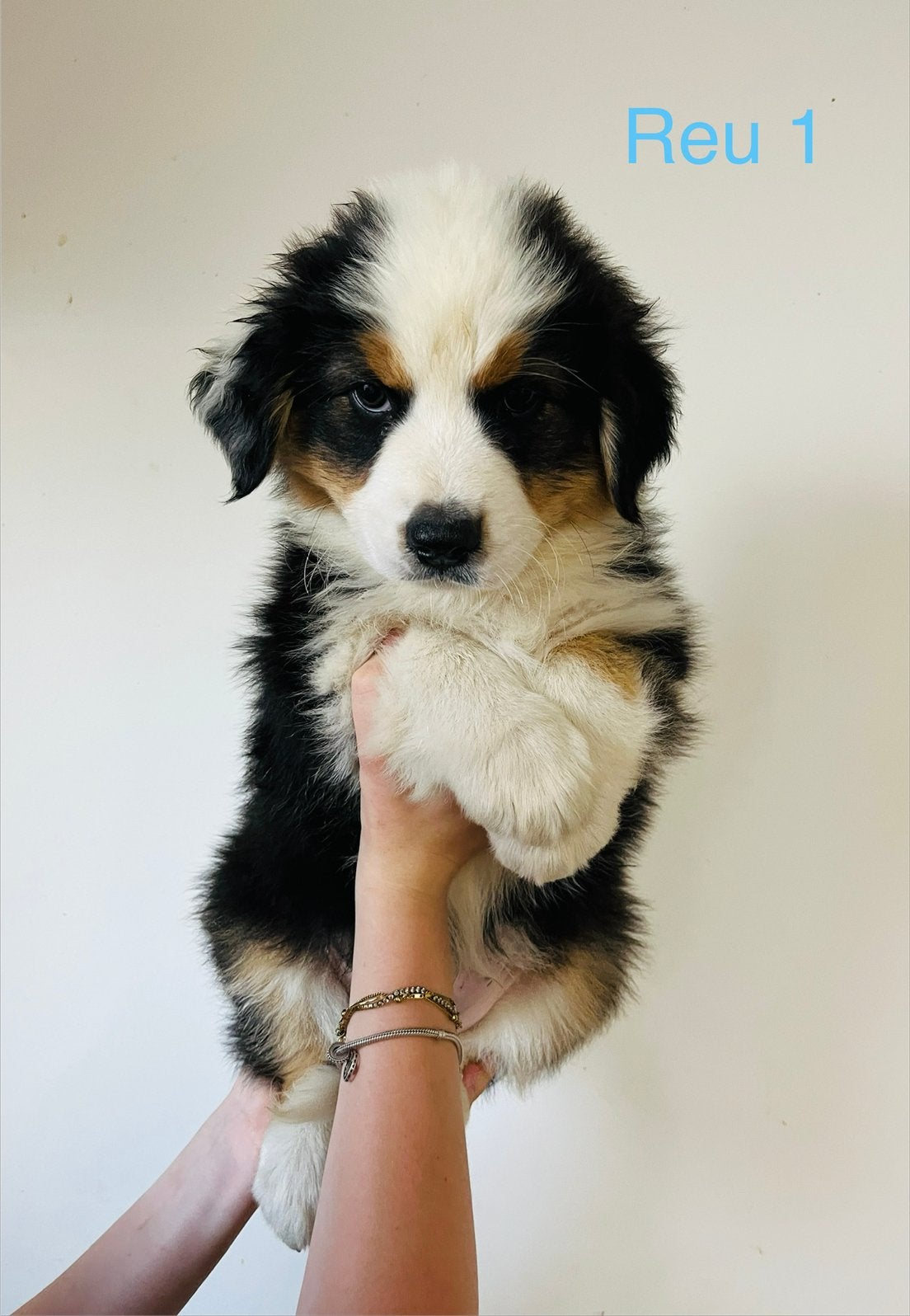 Australische Herder pups, 8 à 15 semaines, Plusieurs, Éleveur | Loisir, Hépatite contagieuse (maladie de Rubarth)