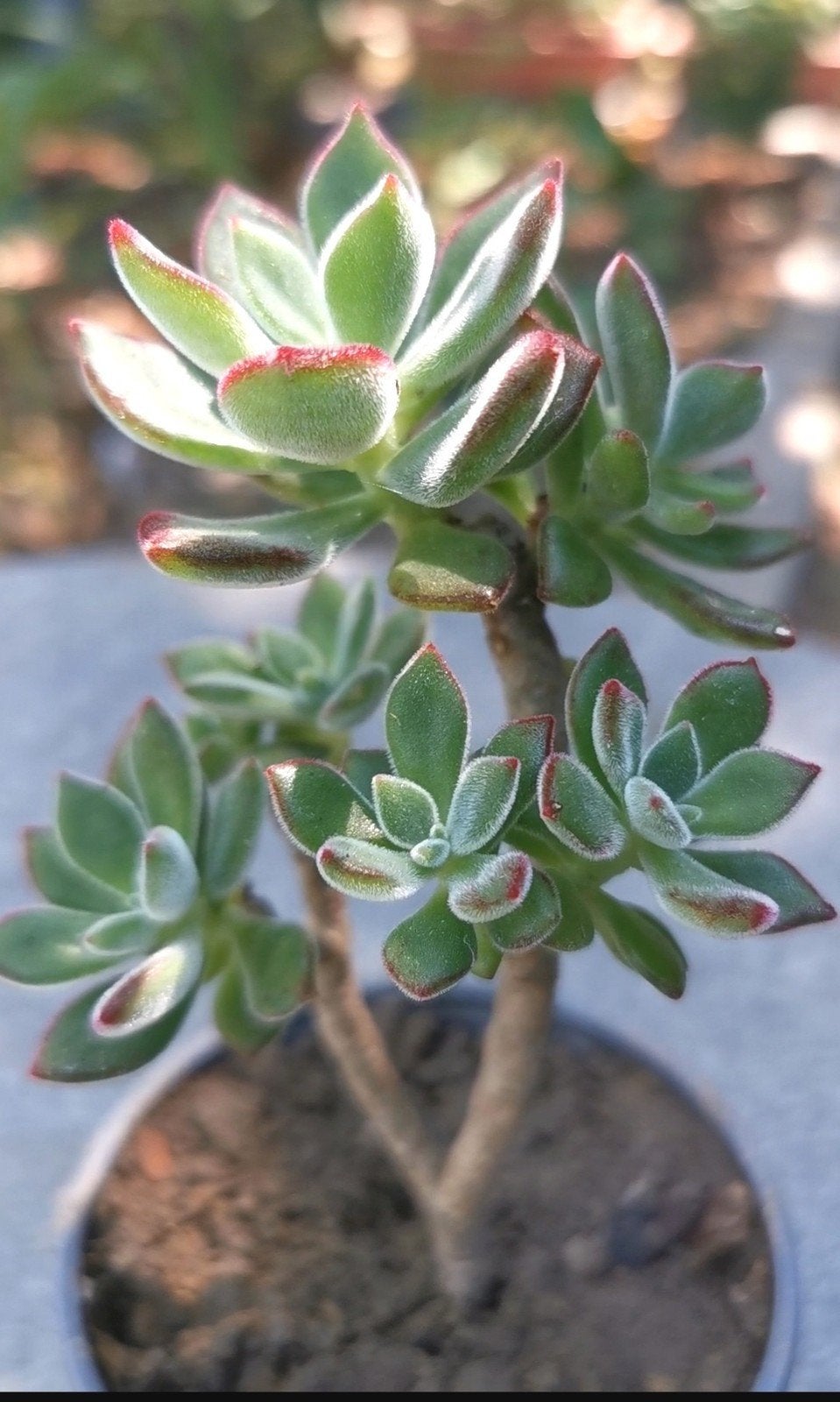 Plante succulente - Echeveria pulvinata, Enlèvement