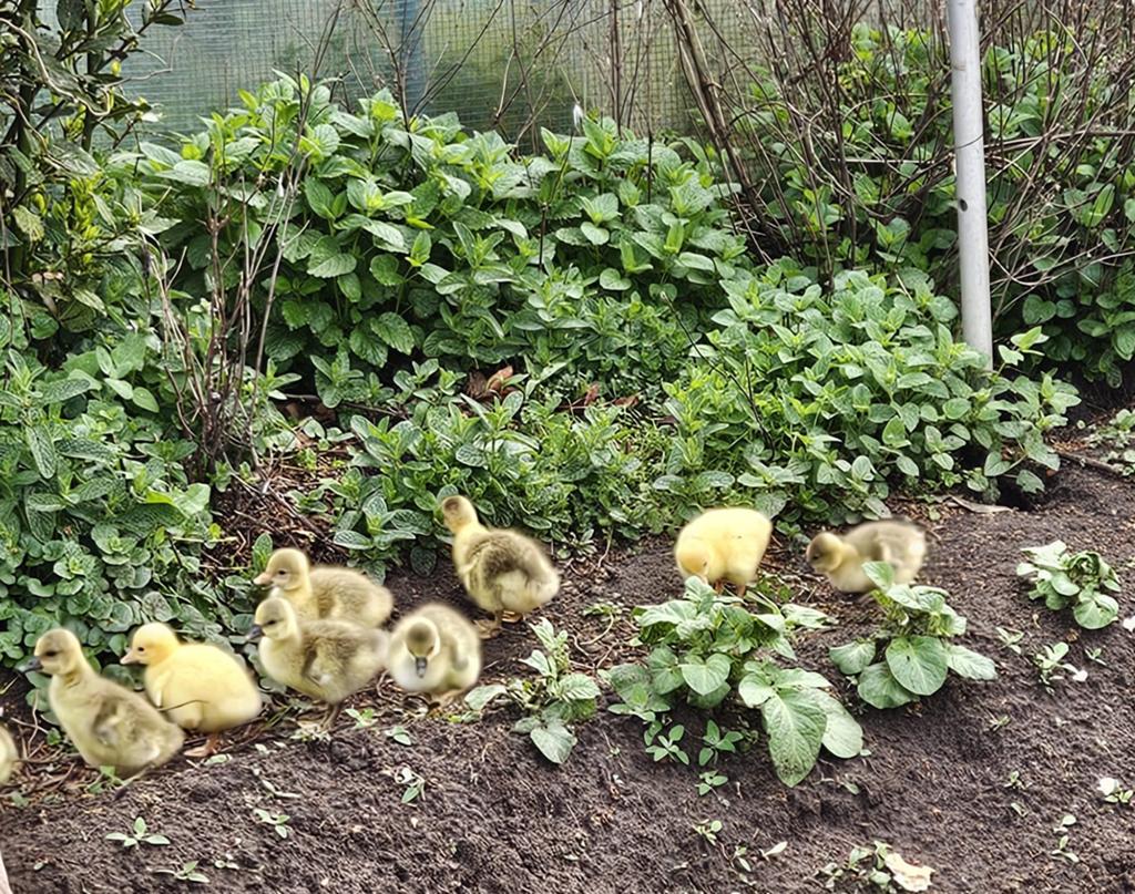 Ganzen kuikens te koop, Dieren en Toebehoren, Pluimvee