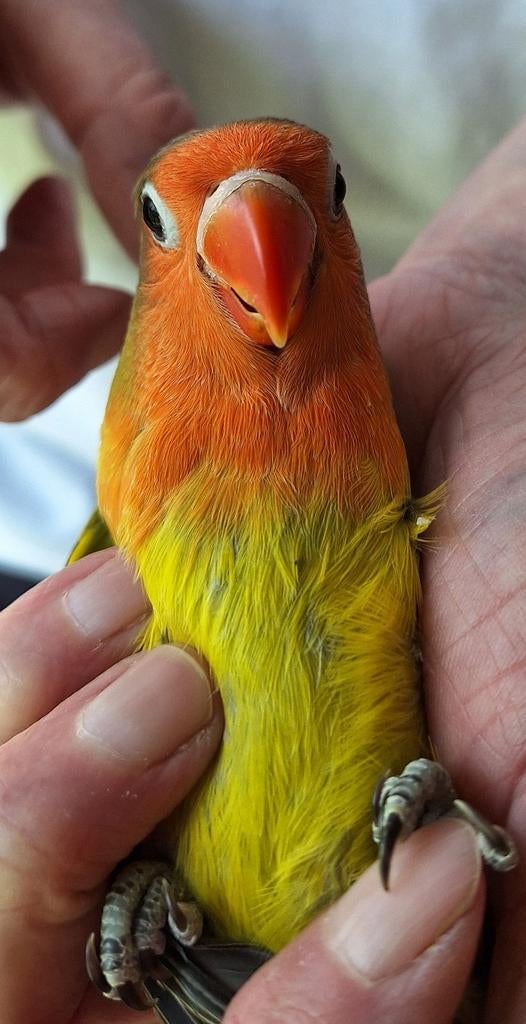 Jonge agapornis fischerie maart '26