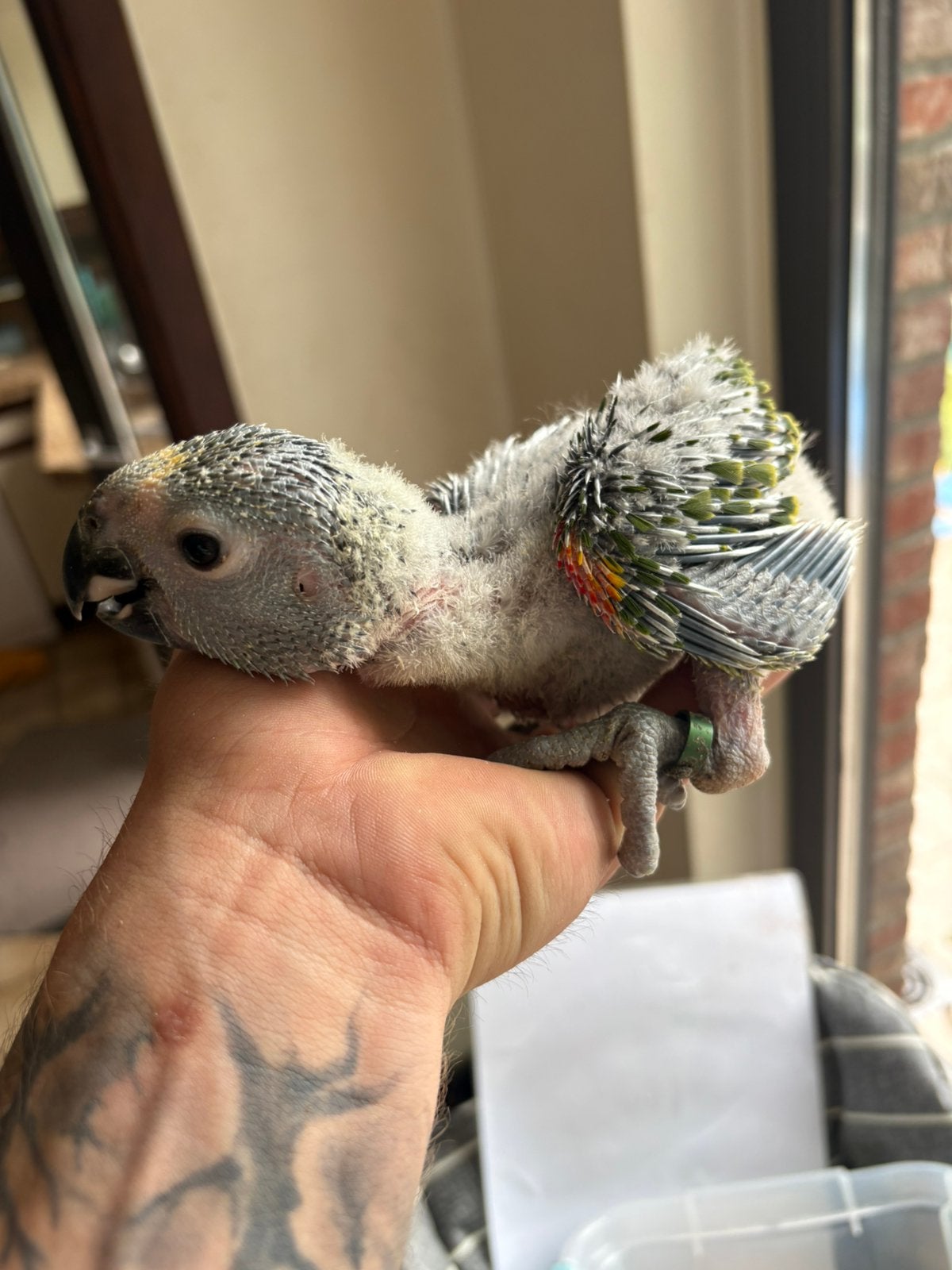 blauwvoorhoofd amazone - amazona aestiva, Dieren en Toebehoren, Vogels | Parkieten en Papegaaien, Geslacht onbekend, Papegaai