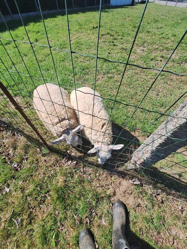 2 zwifter-texel  ooitjes  te koop., Dieren en Toebehoren, Schapen, Geiten en Varkens