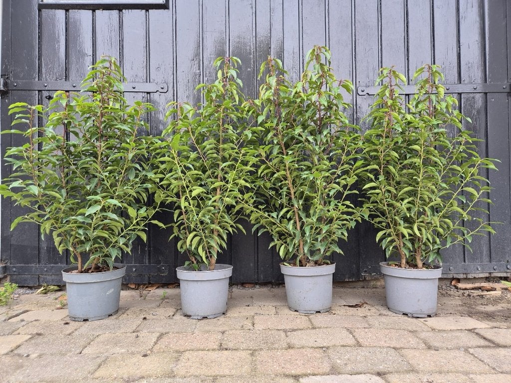 Portugese laurier haagplanten 80-90 cm potgekweekt, Jardin & Terrasse, Plantes | Arbustes & Haies, Envoi, Laurier, Haie, Moins de 100 cm