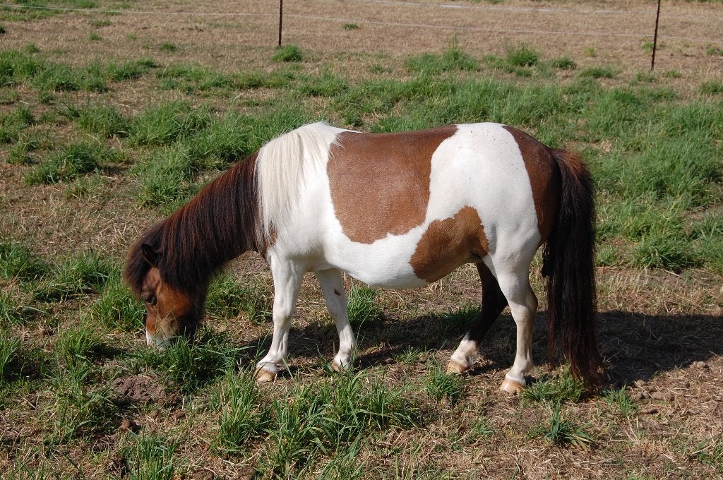 Stamboek shetland merrie, Dieren en Toebehoren, Merrie, Met stamboom