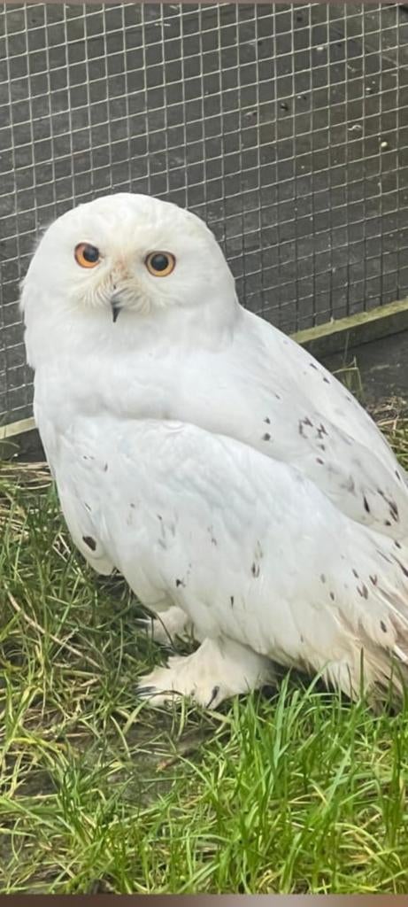 Sneeuwuil
