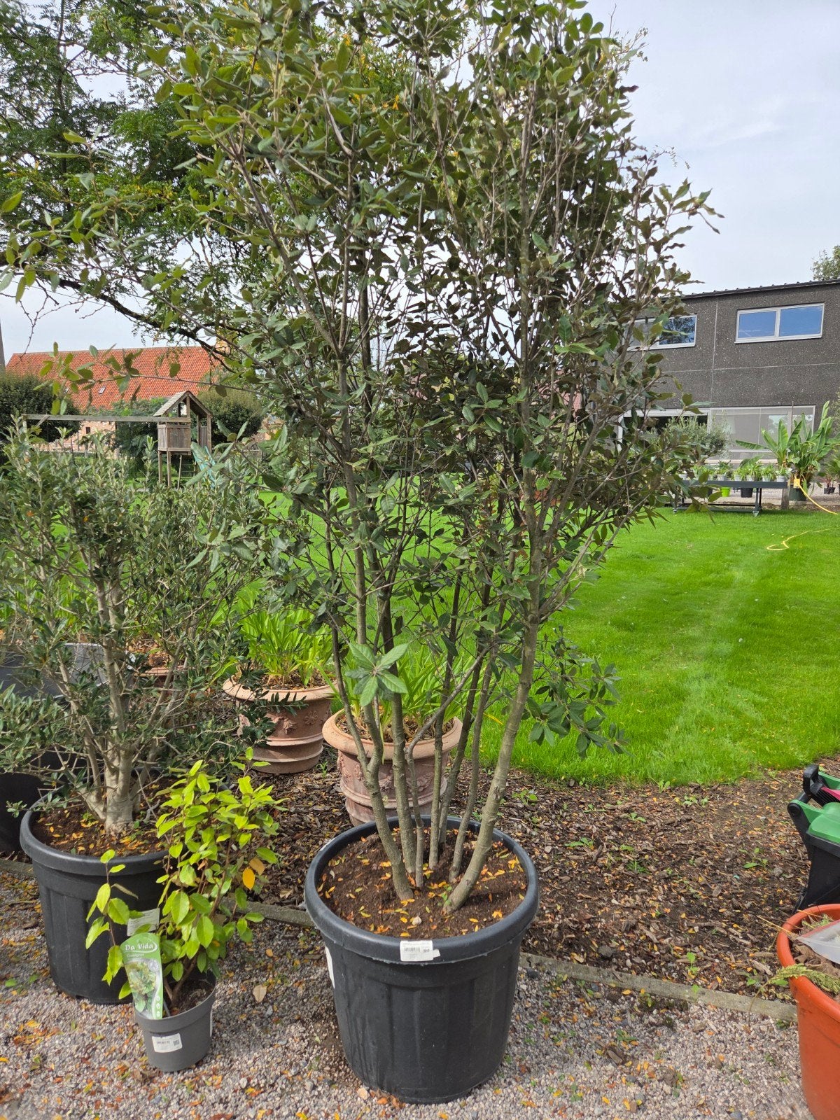 Quercus ilex meerstam, Tuin en Terras, Ophalen