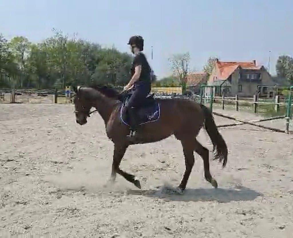 Jument pur-sang à vendre, Animaux & Accessoires, Chevaux, Jument, 160 à 165 cm, 7 à 10 ans, Cheval de récréation, Avec pedigree