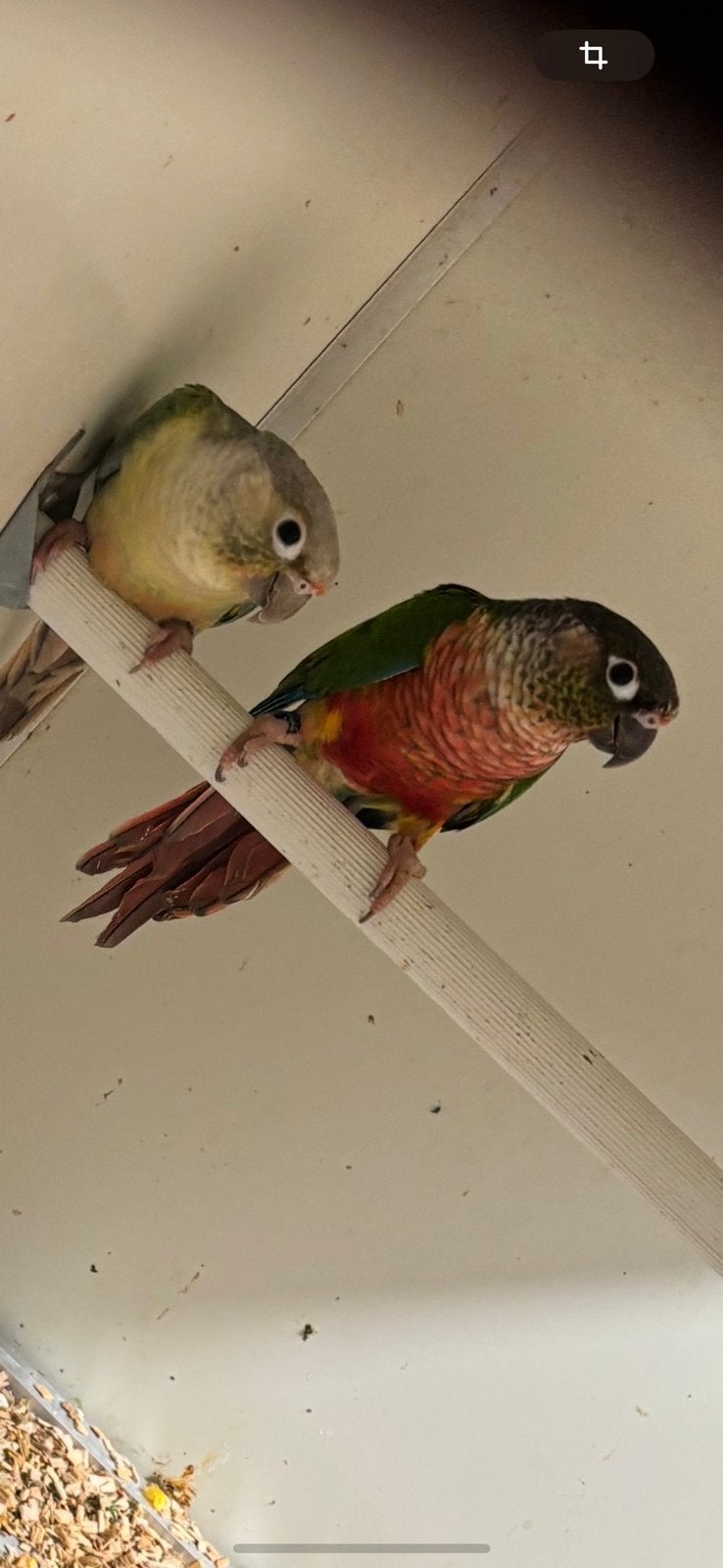 Couple  pyrrhura 2023