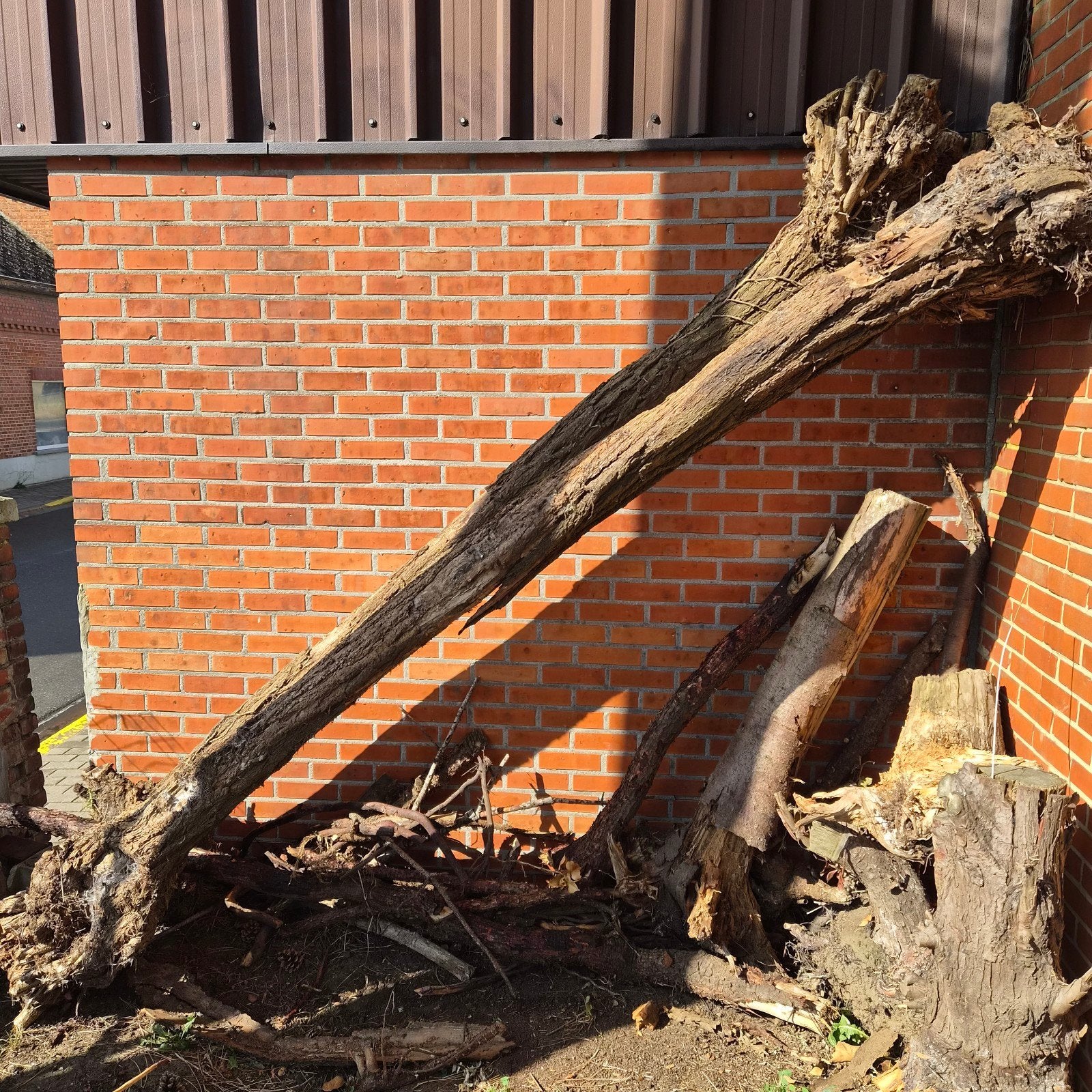 boom stronken, Enlèvement, Branches