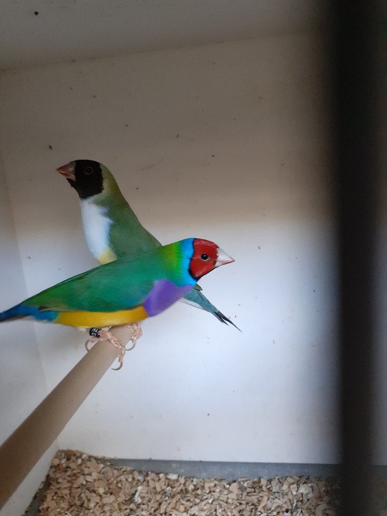 gouldamandines, Animaux & Accessoires, Oiseau tropical, Bagué