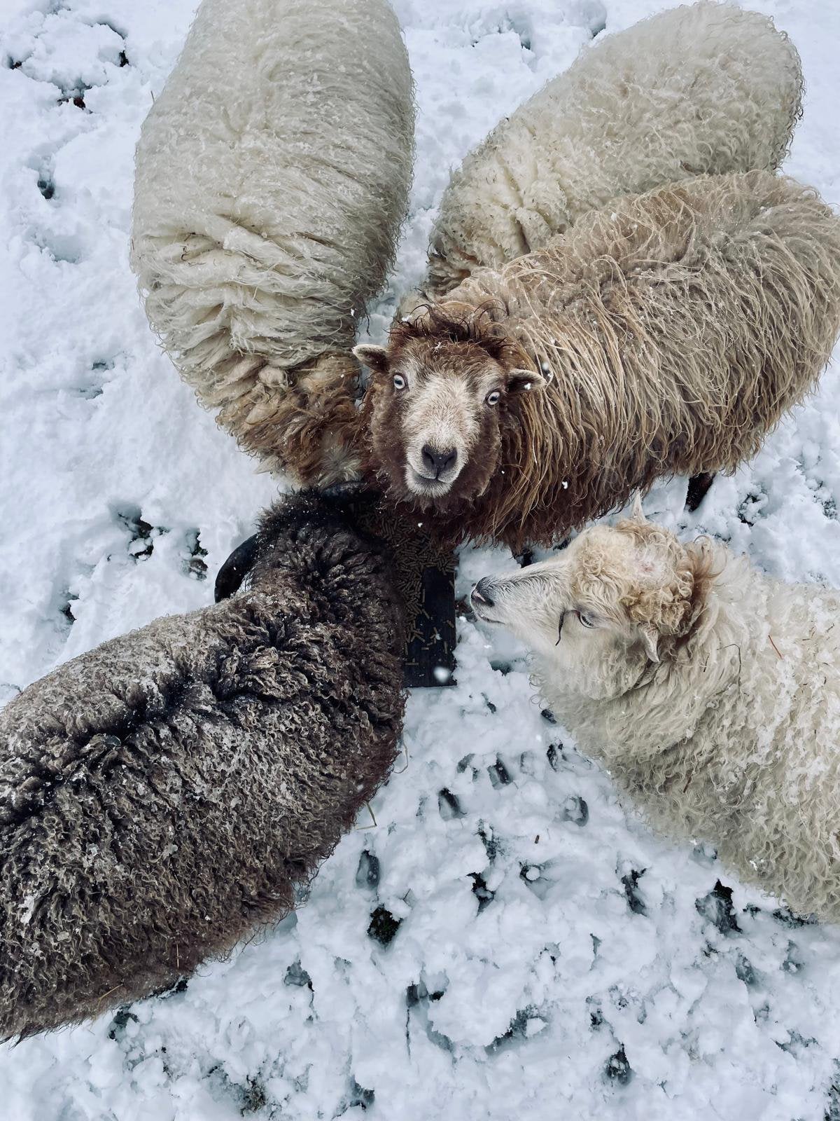 4 Ouessant schapen (ooien), Juin, Plusieurs animaux