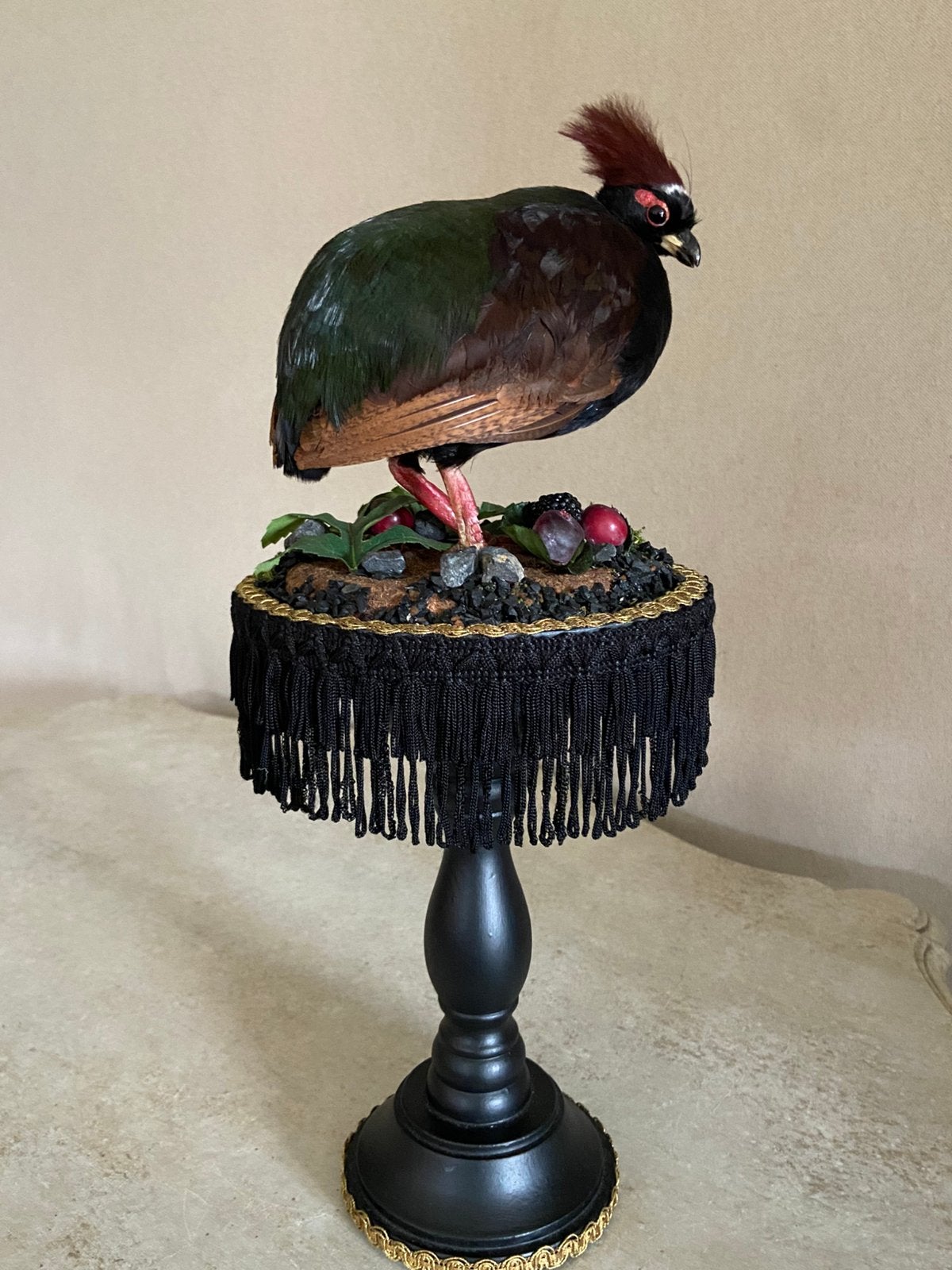 Taxidermie opgezette vogel rariteitenkabinet deco interieur, Collections, Enlèvement, Oiseaux