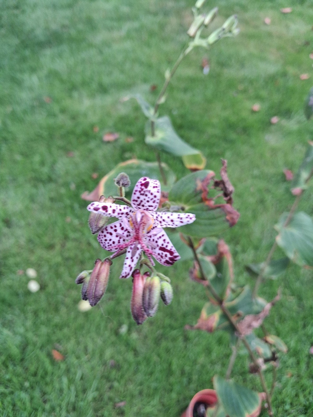 orchidee, Enlèvement