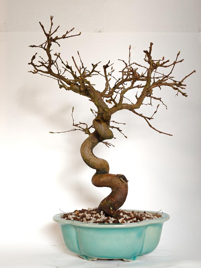 Japanse haagbeuk bonsai - Carpinus laxiflora, Tuin en Terras, In pot, Bloeit niet, Halfschaduw, Minder dan 100 cm