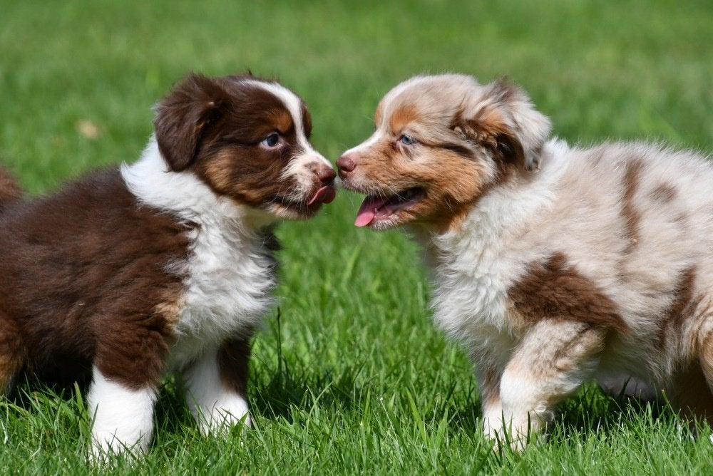Chiots de berger australien à vendre - Les parents présents, Plusieurs, Hépatite contagieuse (maladie de Rubarth), Belgique, Berger