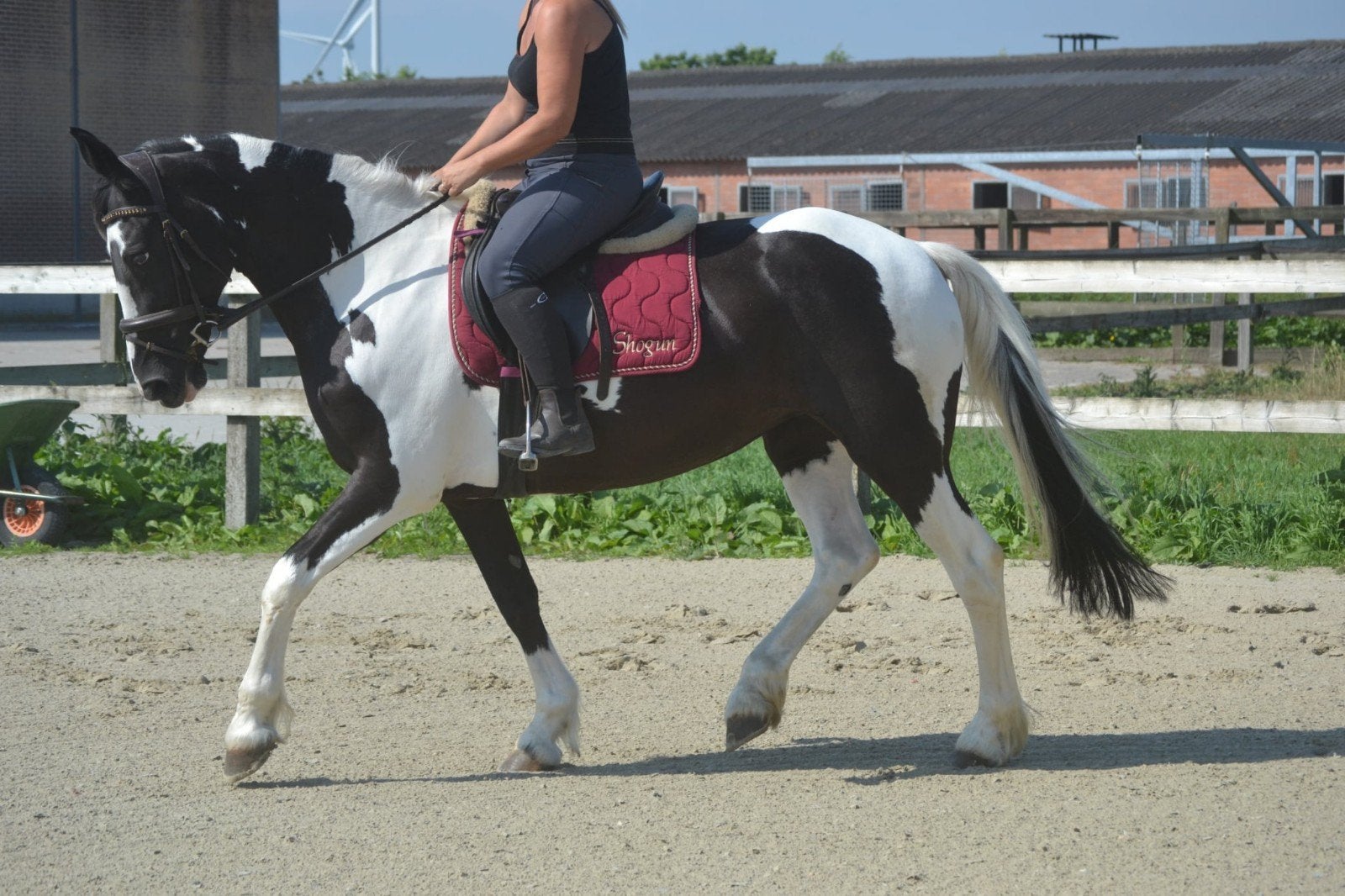 super knappe en erg lieve merrie, Merrie