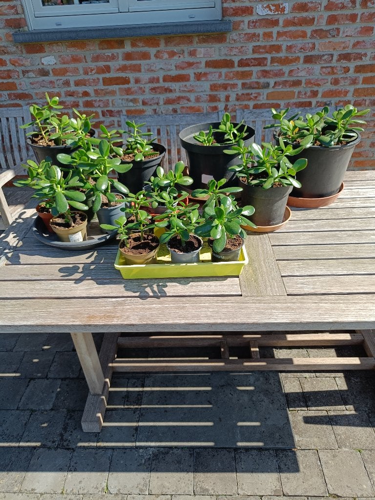 Vetplanten. Kamerplanten. Per stuk te kopen. Veel voorraad., Huis en Inrichting, Kamerplanten, Ophalen, Vetplant, Halfschaduw