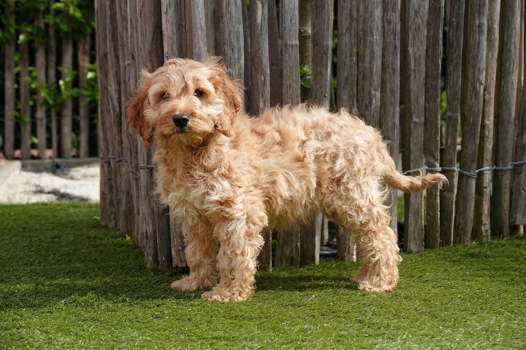 Prachtige Cockapoo pups (Abrikoos en abrikoos/rood), Parvo, België, Overige rassen, 8 tot 15 weken