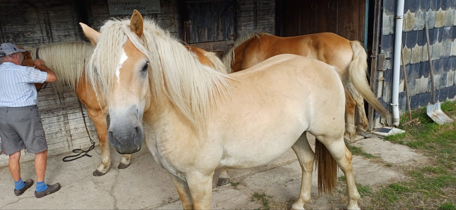 haflinger te koop